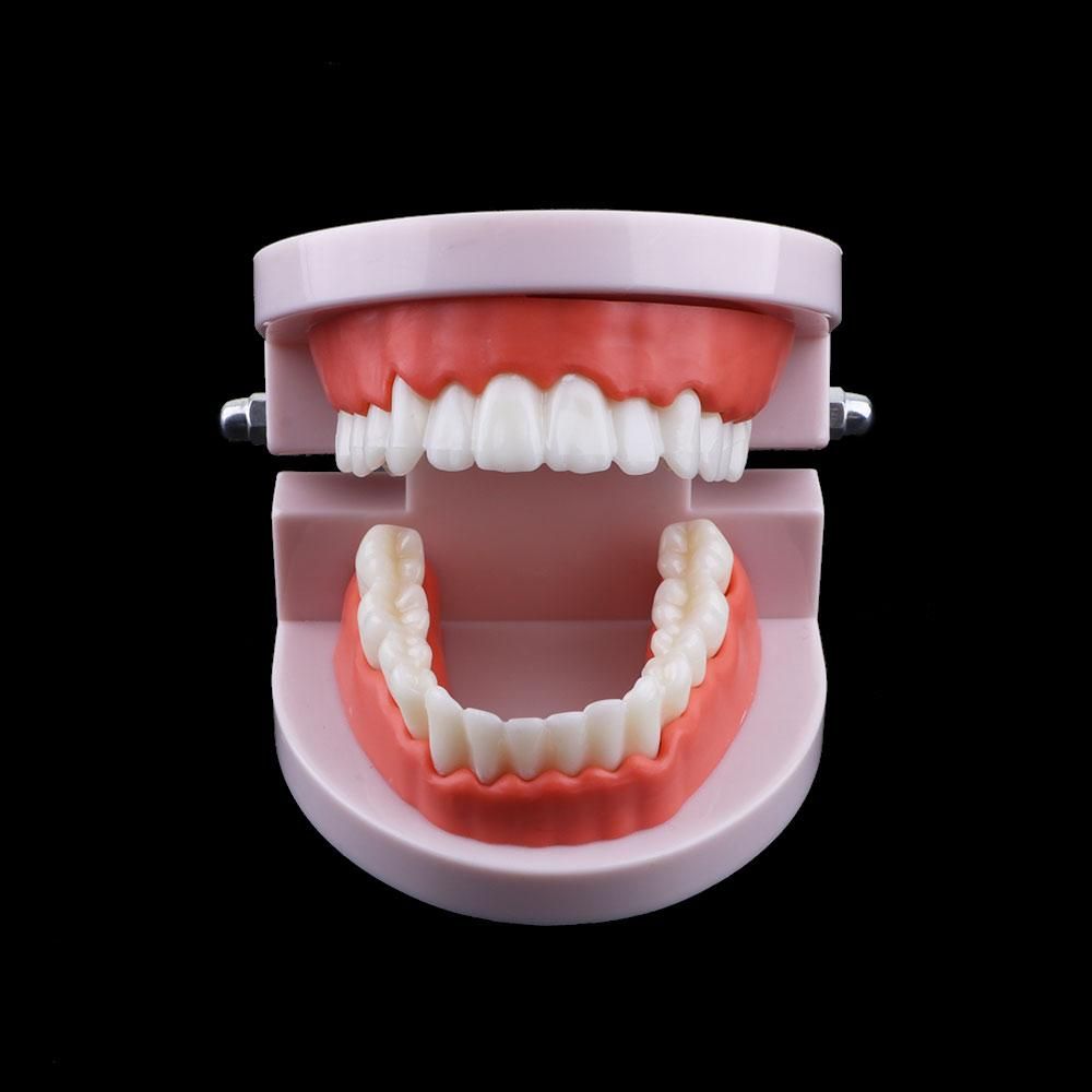 Medical Lab Study - Adult Lab Typodont Demonstration Study Oral