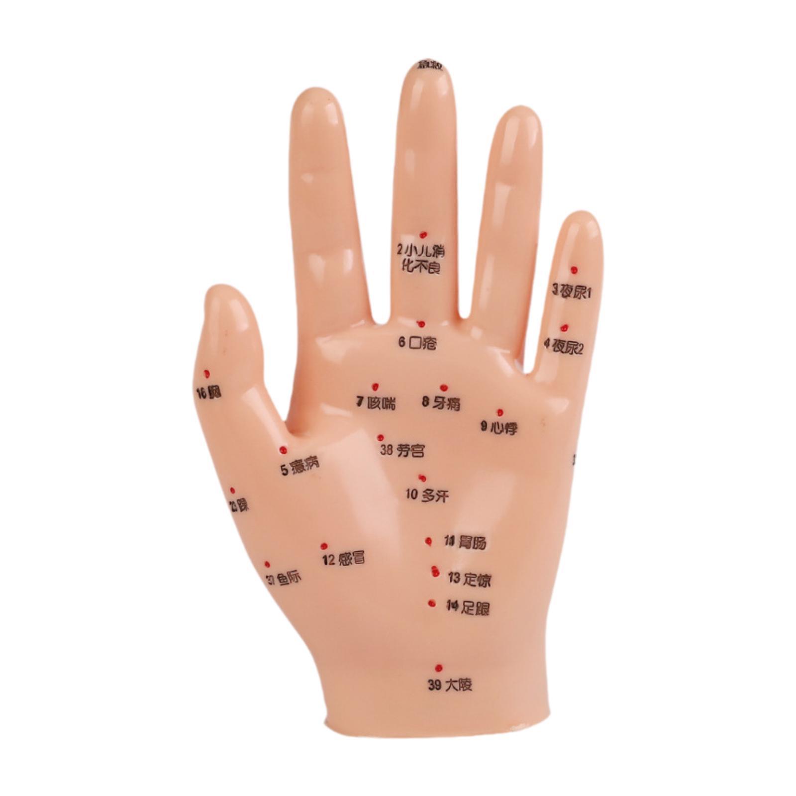 Medical Lab Study - Hand Mdel Chinese Medical Meridians Study