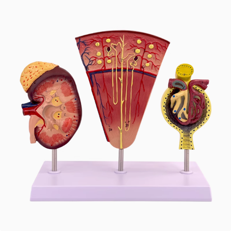 Medical Lab Study - Kidney Model Structure Glomerulus Anatomical Model