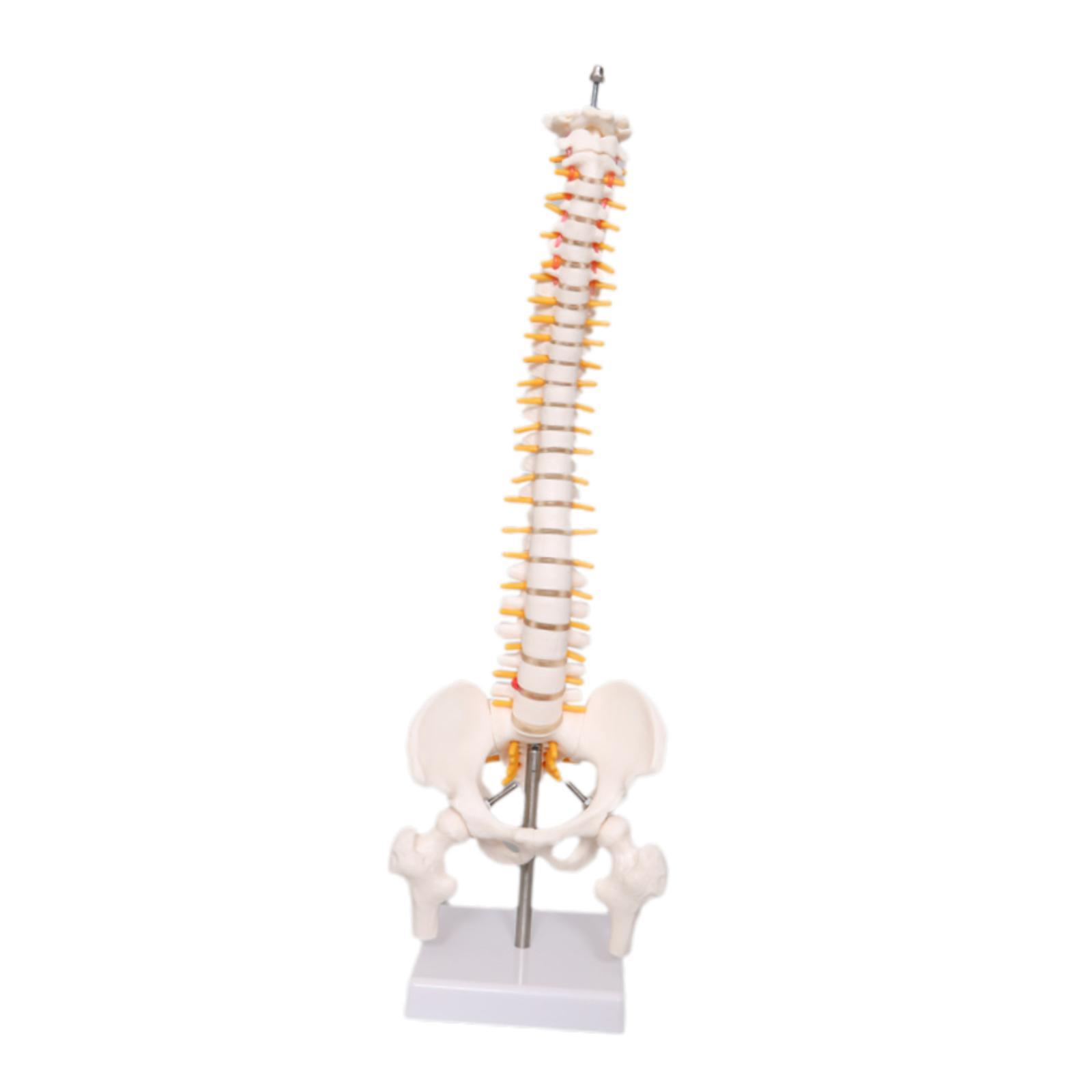 Spine Model Education Tool Lea - Medical Lab Study 评论和价格