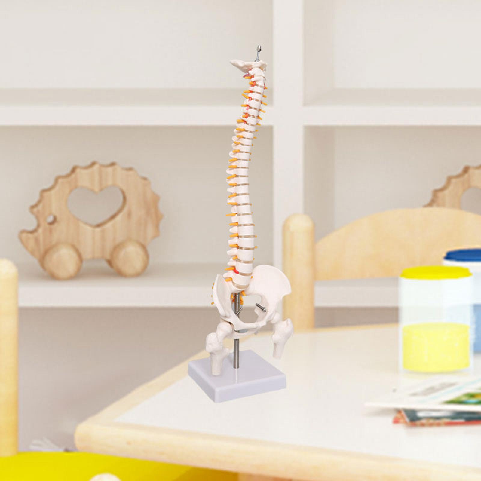 Spine Model Education Tool Lea - Medical Lab Study 评论和价格