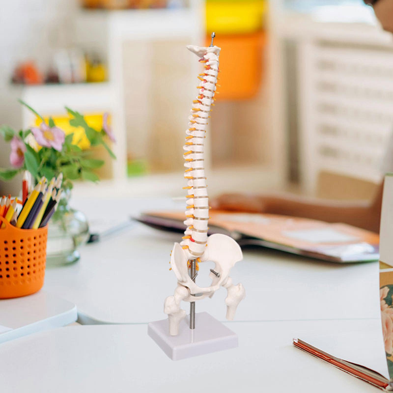 Spine Model Education Tool Lea - Medical Lab Study 评论和价格