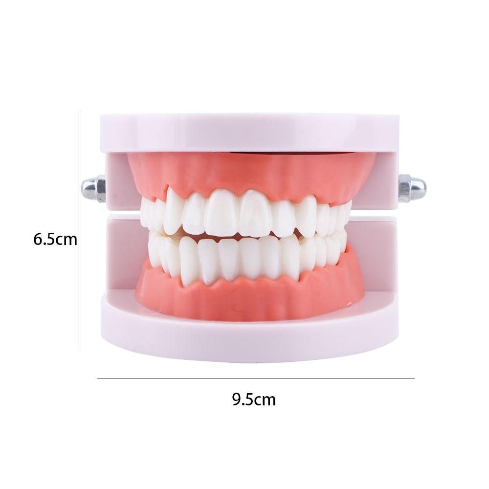 Adult Lab Typodont Demonstrati - Medical Lab Study 评论和价格