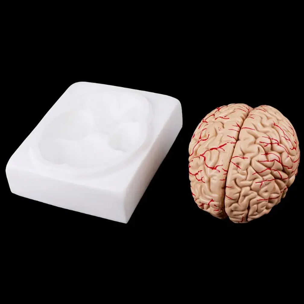 Man Woman Brain Model Life Siz - Medical Lab Study 评论和价格