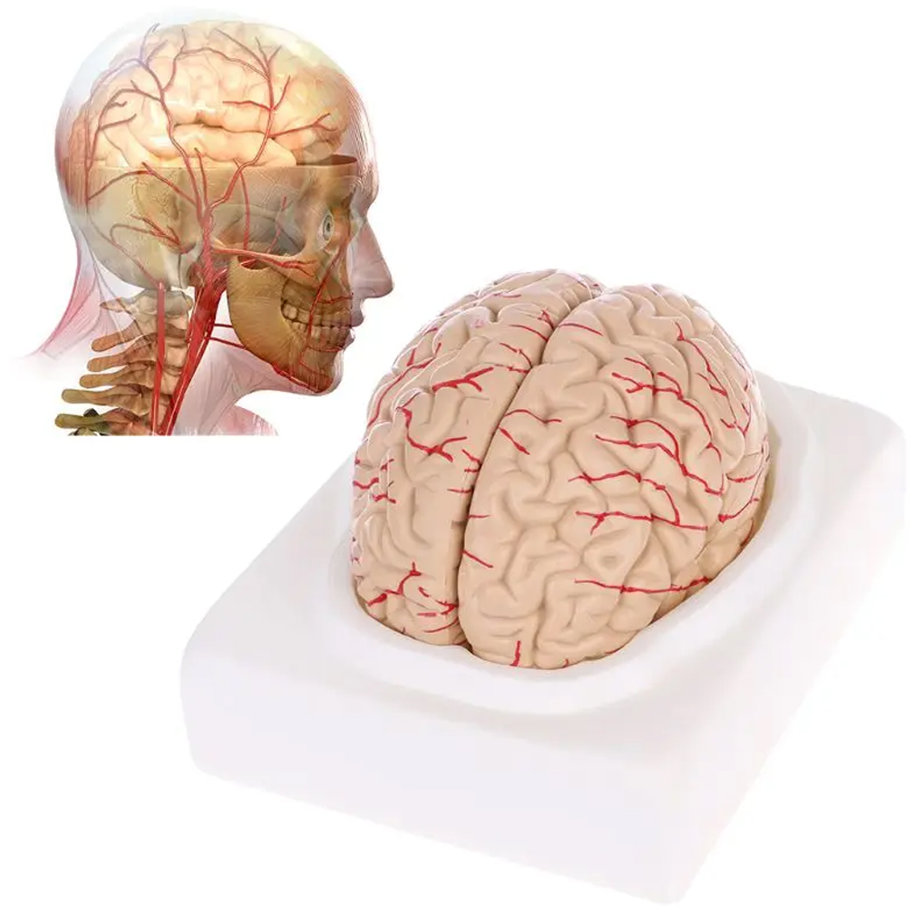 Man Woman Brain Model Life Siz - Medical Lab Study 评论和价格