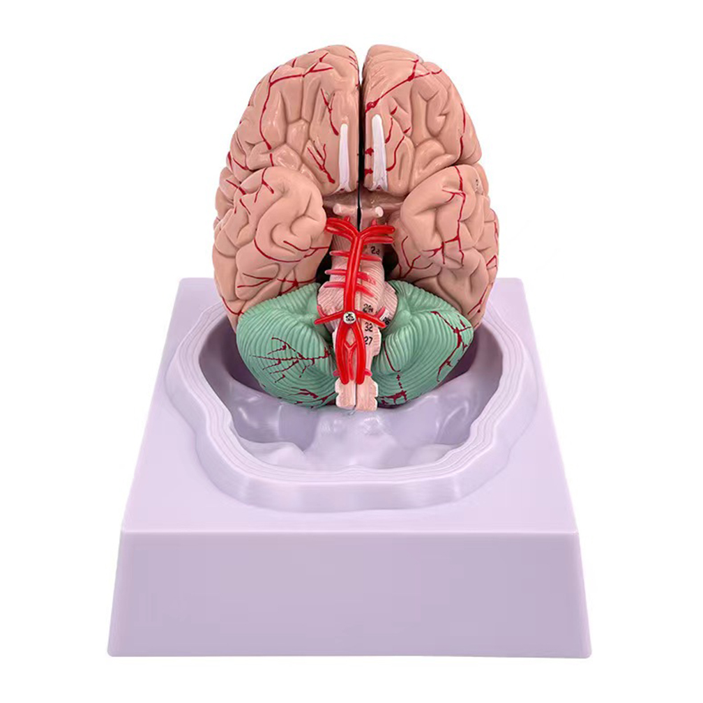 Man Woman Brain Model Life Siz - Medical Lab Study 评论和价格