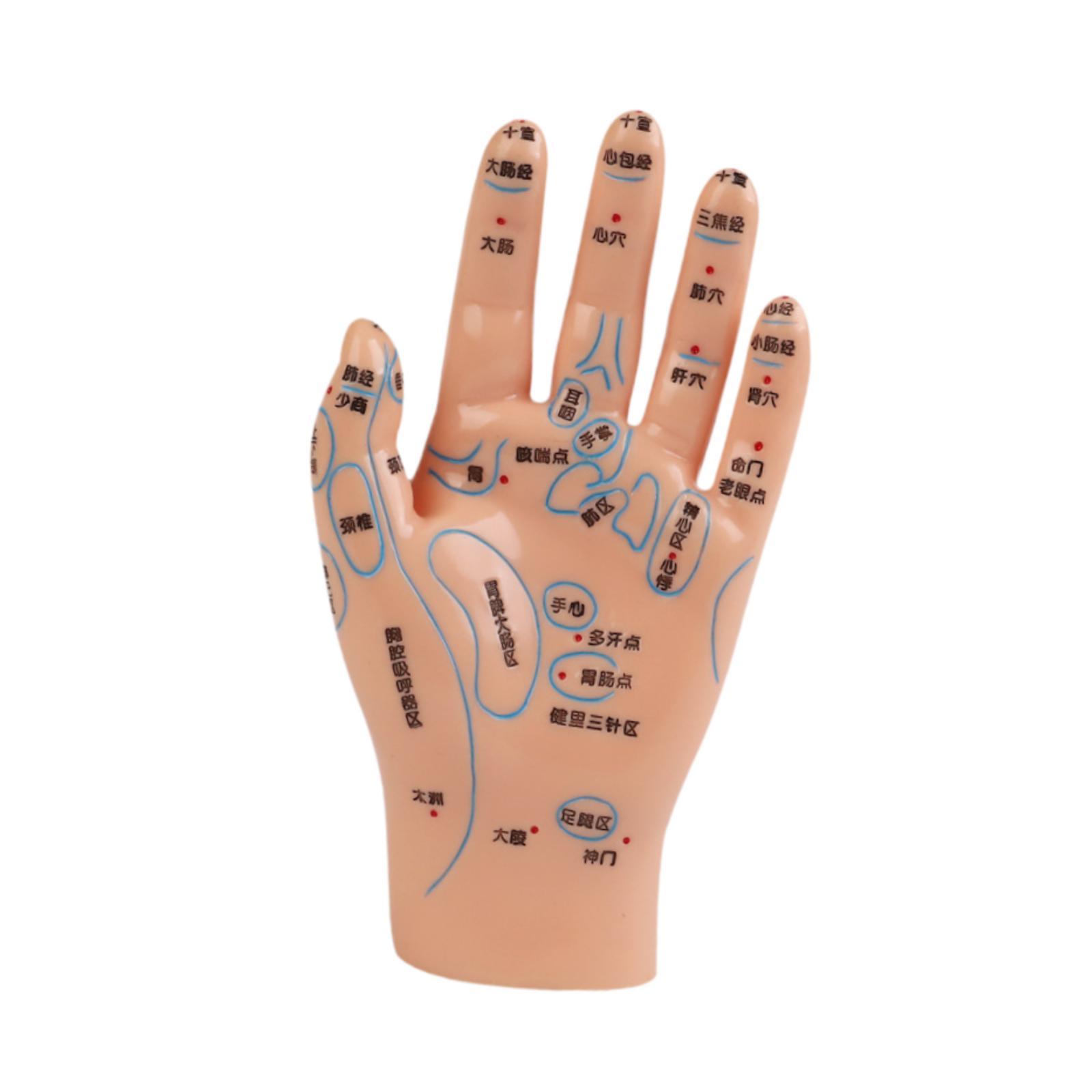 Hand Mdel Chinese Medical Meri - Medical Lab Study 评论和价格