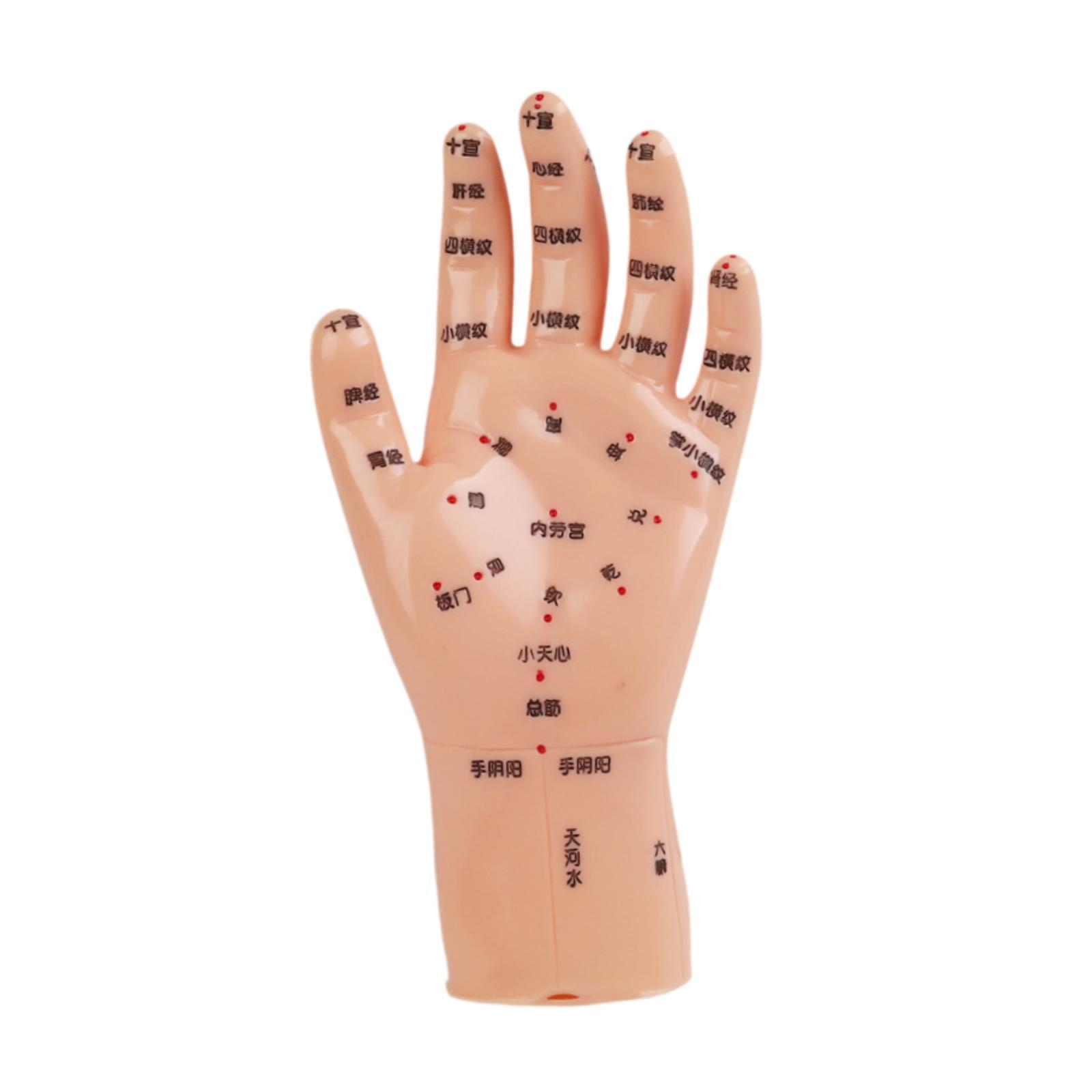 Hand Mdel Chinese Medical Meri - Medical Lab Study 评论和价格