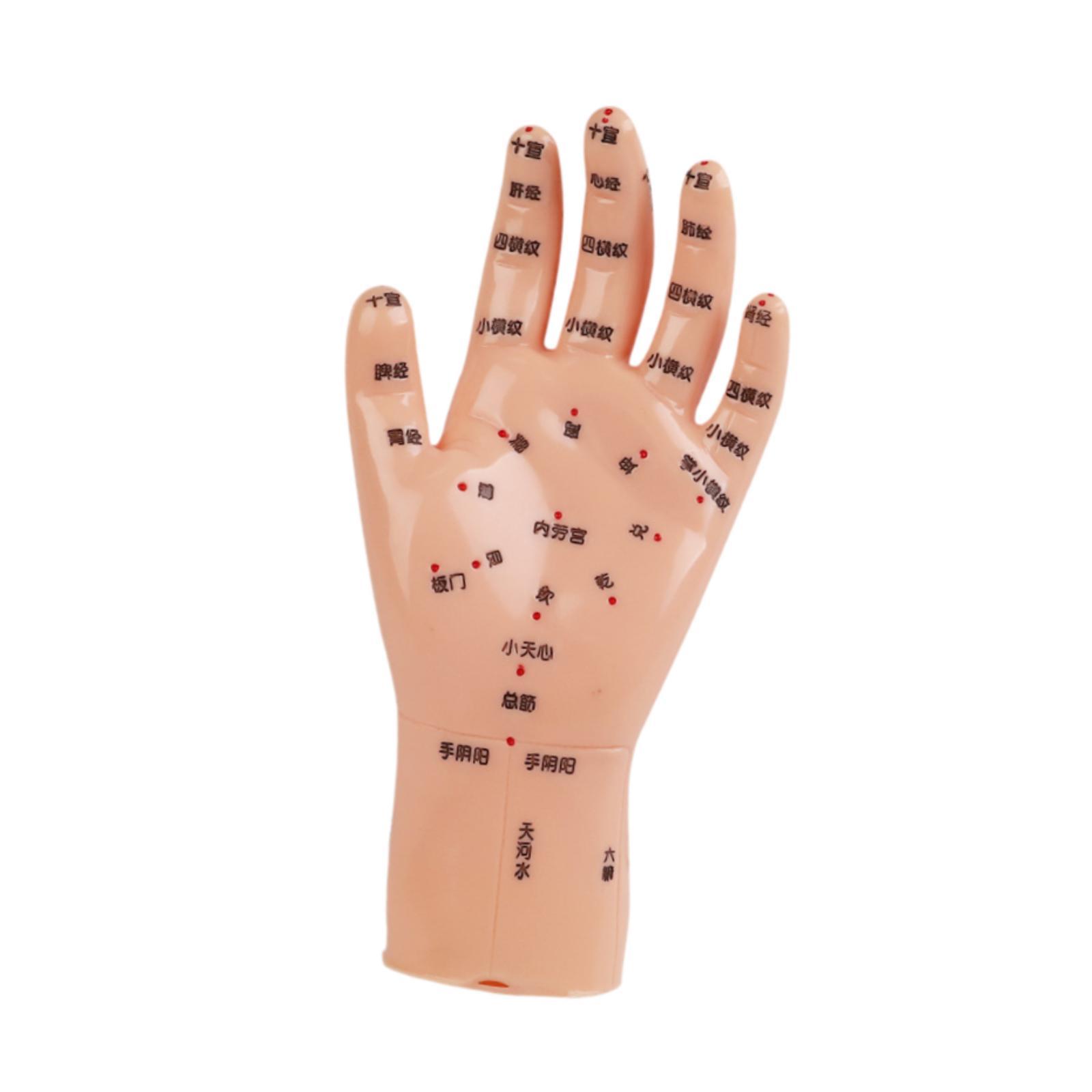 Hand Mdel Chinese Medical Meri - Medical Lab Study 评论和价格