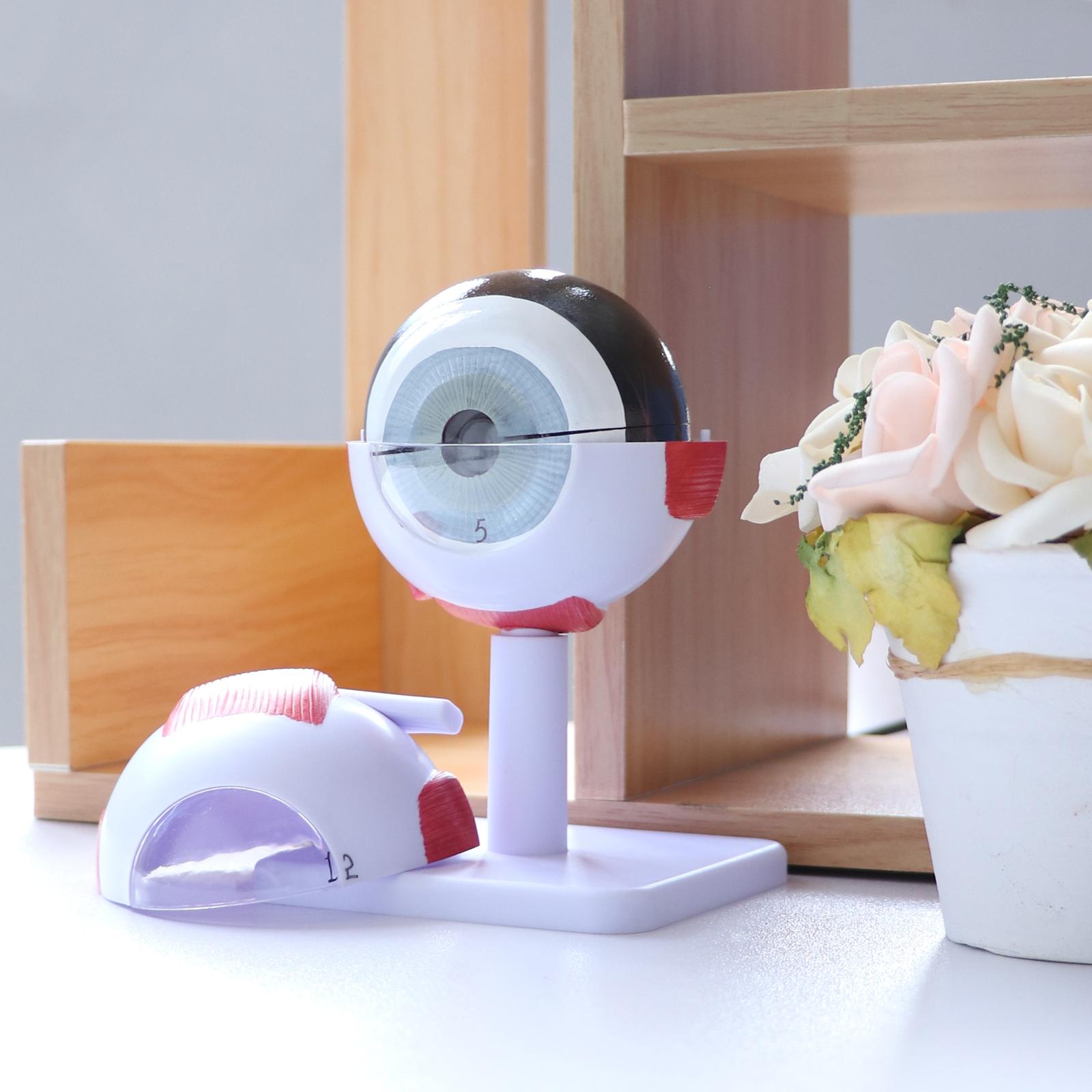 Human Eye Ball Model Anatomica - Medical Lab Study 评论和价格