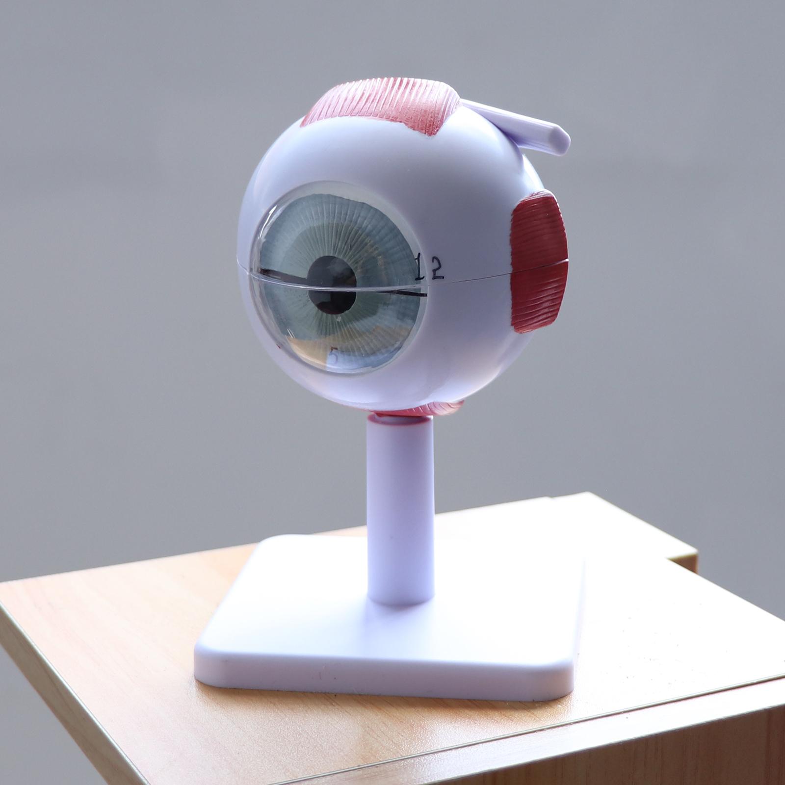 Human Eye Ball Model Anatomica - Medical Lab Study 评论和价格