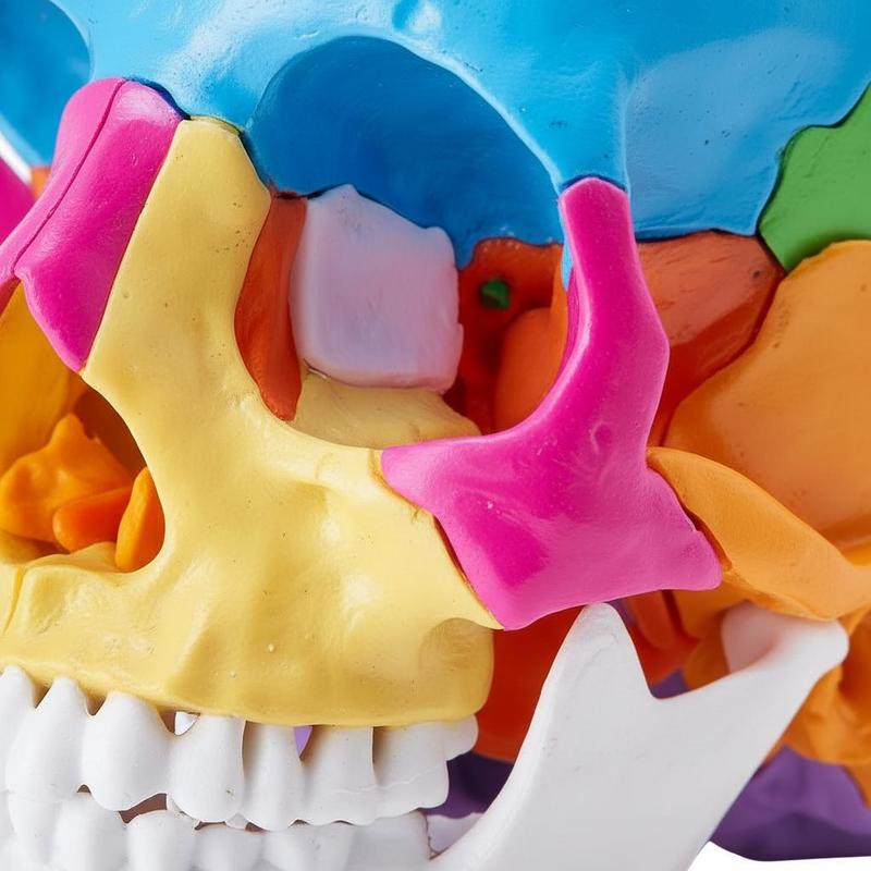 Anatomy Cranium Replica 1:1 Sc - Medical Lab Study 评论和价格